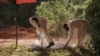 Jusqu'à présent, 425 corps ont été retrouvés dans la forêt de Shakahola au Kenya.