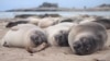 FILE - Two-month-old northern elephant seals sleep on the beach at Ano Nuevo State Park in California, U.S. April, 2020. (Jessica Kendall-Bar/Handout via REUTERS)