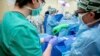 Pig Kidney Works in Donated Body for Over a Month 