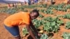 Abalimi abahlanyele okutshiyeneyo. (Photo; Ezra Tshisa Sibanda)