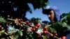 COFFEE-BRAZIL/FROST