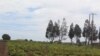 Campo agrícola em Malanje, Angola