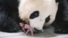 Giant Panda Ai Bao holds her baby panda after giving birth to twin at Everland amusement park in Yongin, South Korea, July 11, 2023.