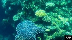 FILE - This picture taken on March 7, 2022 shows the coral on the Great Barrier Reef, off the coast of the Australian state of Queensland.
