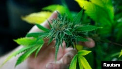 Venta de marihuana tendrá regulación a través de código de barra