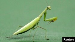 Los científicos centraron su trabajo en animales invertebrados, los artrópodos, incluidos insectos, crustáceos y arácnidos.