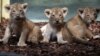 Trois lionceaux et de l'espoir pour le roi de la savane en Afrique de l'Ouest