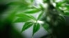 Brooklyn no procesará posesión menor de marihuana