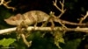 New Chameleon Species Found in Tanzania