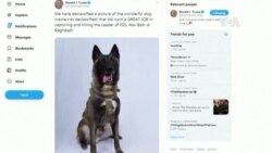 軍犬在擊殺巴格達迪之戰中受傷 特朗普總統發推嘉獎