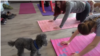 全家練犬伽：人狗雙修的開心瑜伽課