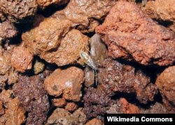 A Wekiu bug (Nysius wekiuicola) on volcanic cinder, Mauna Kea, at 13,400 feet (4,085 m) elevation.