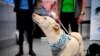 El perro sabueso K'ssi trabaja en el aeropuerto de Helsinki en Vantaa, Finlandia.