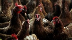 Empresários divididos quanto a proibição de importação de produtos de origem animal - 3:00