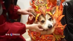 Chó, mèo ‘đọ sắc’ tại Triển lãm Thú cưng Việt Nam