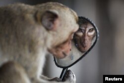 A long-tailed macaque looks into a motorbike's side mirror near Phra Prang Sam Yot temple before officials started capturing monkeys in Lopburi, Thailand, Feb. 3, 2024.