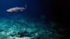 Unexplored Deep Sea Volcanoes