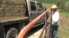 The U.S. drough has forced Iowa farmer Robb Ewoldt has to bring in hay and water daily to keep his cows fed. (Photo - K. Farabaugh)