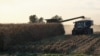 Corn harvest