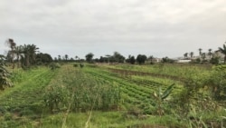 Campo agricola, Benguela