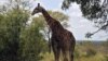 Selon l'Union internationale pour la conservation de la nature (UICN), les girafes étaient éteintes en Angola à la fin des années 1990.