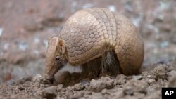 Este armadillo de Brasil es uno de los animales en peligro de extinción