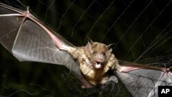 FILE - A vampire bat is caught in a net in Aracy, in the northeast Amazon state of Para, Brazil, Dec. 1, 2005. 