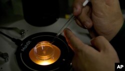 FILE - A scientist deposits an embryo into a microplate after injecting it with Cas9 protein and PCSK9 sgRNA in a laboratory in Shenzhen in southern China's Guangdong province, Oct. 9, 2018.