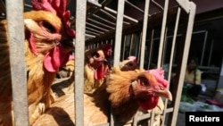 中國湖南省邵陽市雙清區爆發H5N1亞型高致病性禽流感疫情
